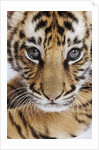 Tiger Cub by Anonymous