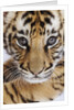 Tiger Cub by Anonymous