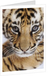 Tiger Cub by Anonymous