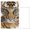 Tiger Cub by Anonymous