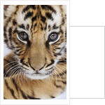 Tiger Cub by Anonymous