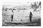 Hunter and Chinese Servant with Large Crocodile by Anonymous