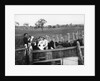Ostrich Farm near Port Augusta, South Australia by Anonymous