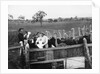 Ostrich Farm near Port Augusta, South Australia by Anonymous