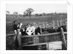 Ostrich Farm near Port Augusta, South Australia by Anonymous