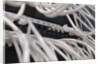 Computer Network Cables by Anonymous