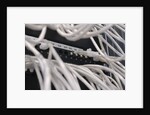 Computer Network Cables by Anonymous