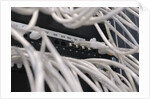 Computer Network Cables by Anonymous