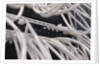 Computer Network Cables by Anonymous