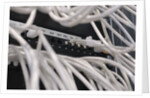 Computer Network Cables by Anonymous