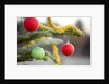 Christmas Ornaments on Tree Covered with Frost by Anonymous