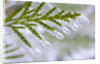 Close-Up of Ice-Covered Conifer by Anonymous