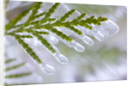 Close-Up of Ice-Covered Conifer by Anonymous