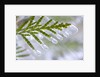 Close-Up of Ice-Covered Conifer by Anonymous