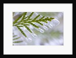 Close-Up of Ice-Covered Conifer by Anonymous