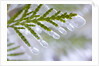 Close-Up of Ice-Covered Conifer by Anonymous
