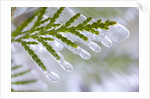 Close-Up of Ice-Covered Conifer by Anonymous