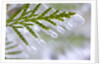 Close-Up of Ice-Covered Conifer by Anonymous