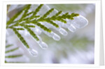 Close-Up of Ice-Covered Conifer by Anonymous