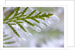 Close-Up of Ice-Covered Conifer by Anonymous