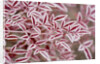 Frost on Red Leaves by Anonymous