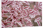 Frost on Red Leaves by Anonymous