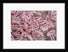 Frost on Red Leaves by Anonymous