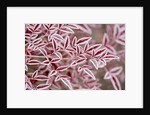 Frost on Red Leaves by Anonymous