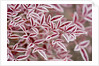 Frost on Red Leaves by Anonymous
