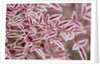 Frost on Red Leaves by Anonymous
