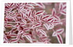 Frost on Red Leaves by Anonymous
