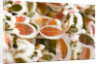 Frost-Covered Leaves by Anonymous