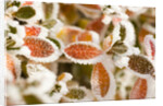Frost-Covered Leaves by Anonymous