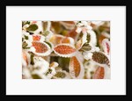 Frost-Covered Leaves by Anonymous