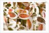 Frost-Covered Leaves by Anonymous