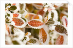 Frost-Covered Leaves by Anonymous
