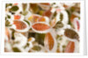 Frost-Covered Leaves by Anonymous