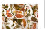 Frost-Covered Leaves by Anonymous