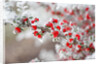 Frost-Covered Berries by Anonymous