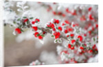 Frost-Covered Berries by Anonymous