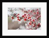 Frost-Covered Berries by Anonymous
