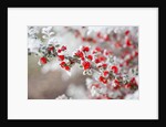 Frost-Covered Berries by Anonymous