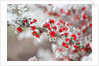 Frost-Covered Berries by Anonymous