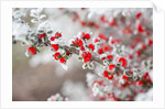 Frost-Covered Berries by Anonymous