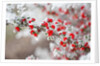 Frost-Covered Berries by Anonymous