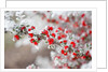 Frost-Covered Berries by Anonymous