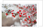 Frost-Covered Berries by Anonymous