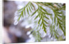 Close-Up of Ice-Covered Conifer by Anonymous