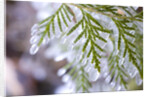 Close-Up of Ice-Covered Conifer by Anonymous