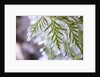 Close-Up of Ice-Covered Conifer by Anonymous